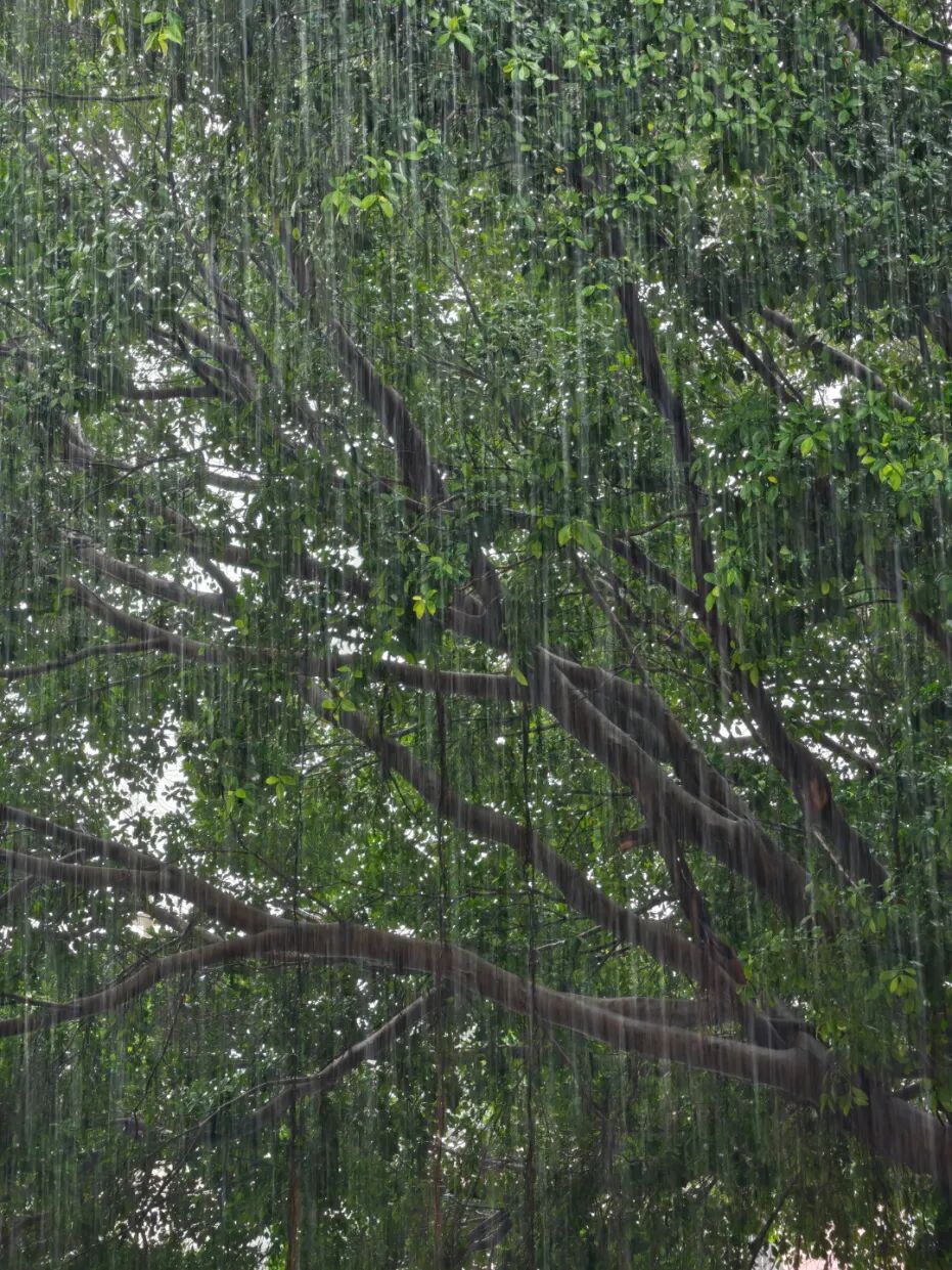 广州华外同文学校 广州华外同文学校