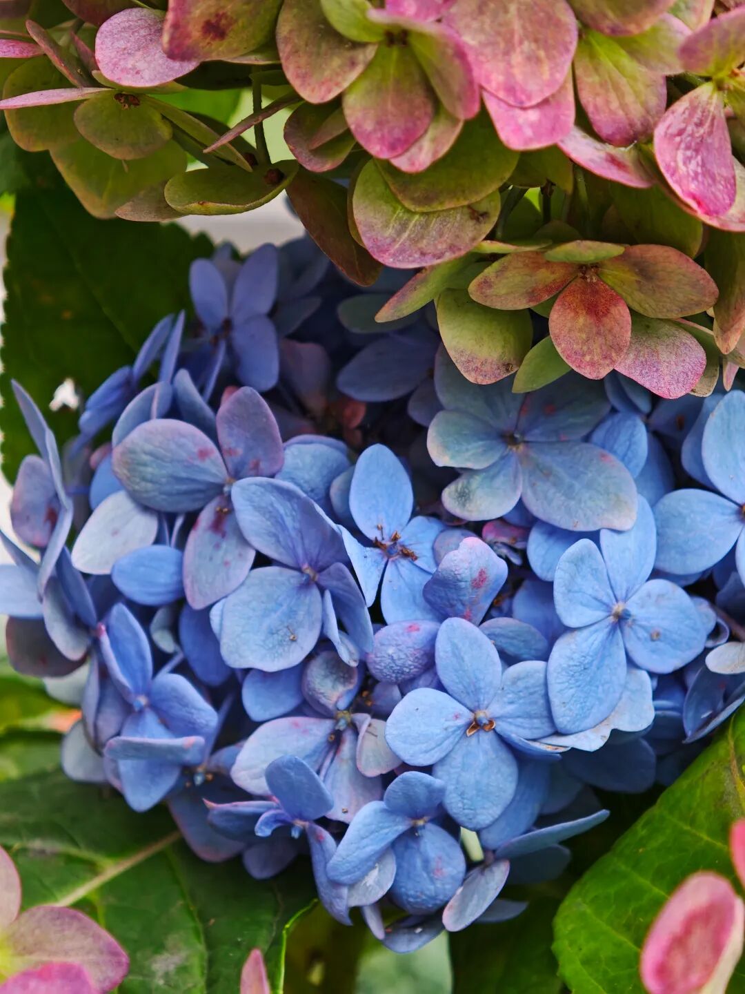 广州华外同文学校 广州华外同文学校