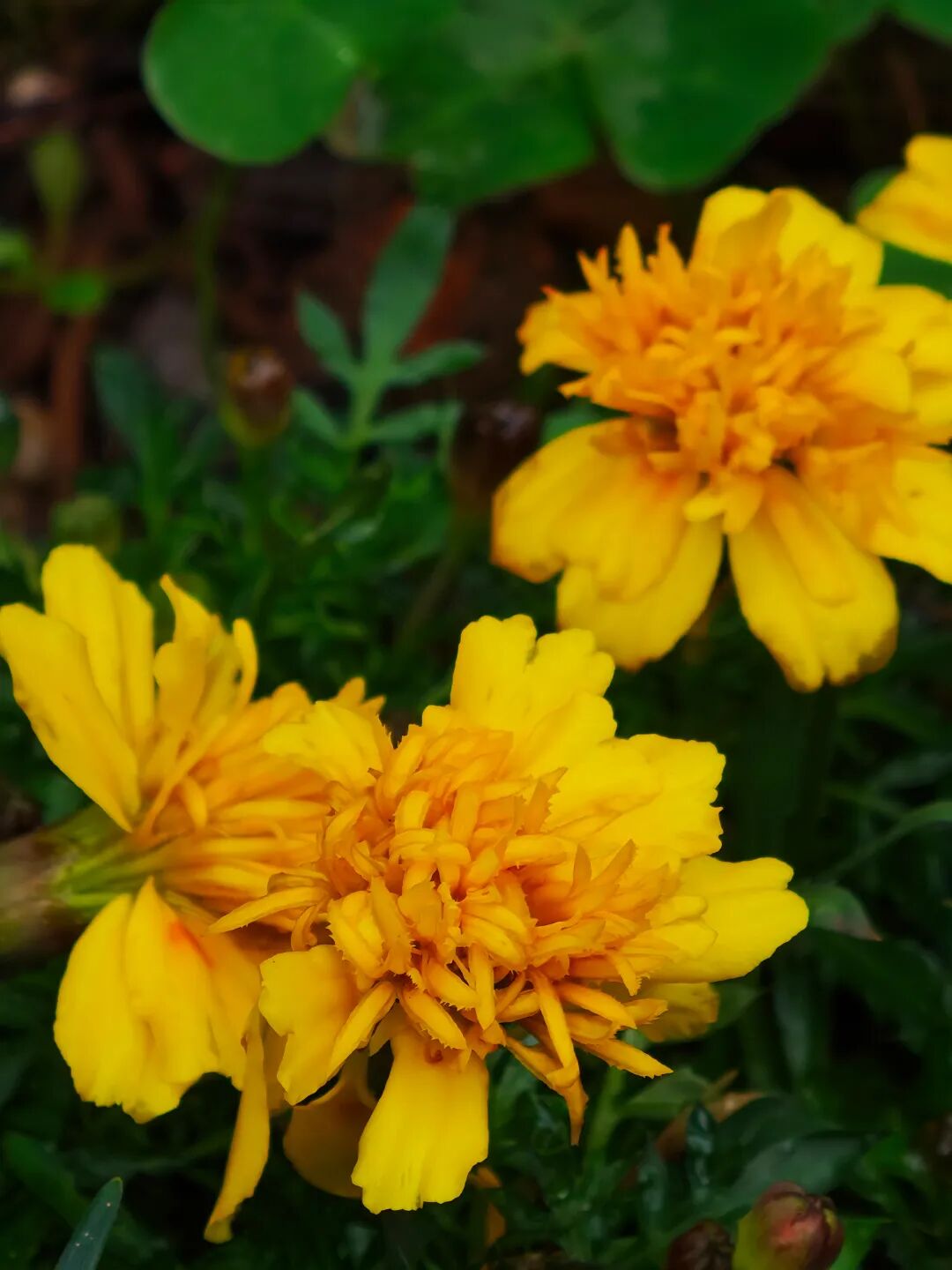 广州华外同文学校 广州华外同文学校